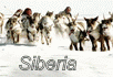 Foto del sito sulla Siberia. Fotogallerie e informazioni utili.